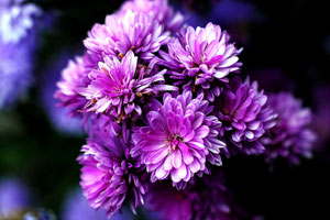 ddos攻击在哪能买到