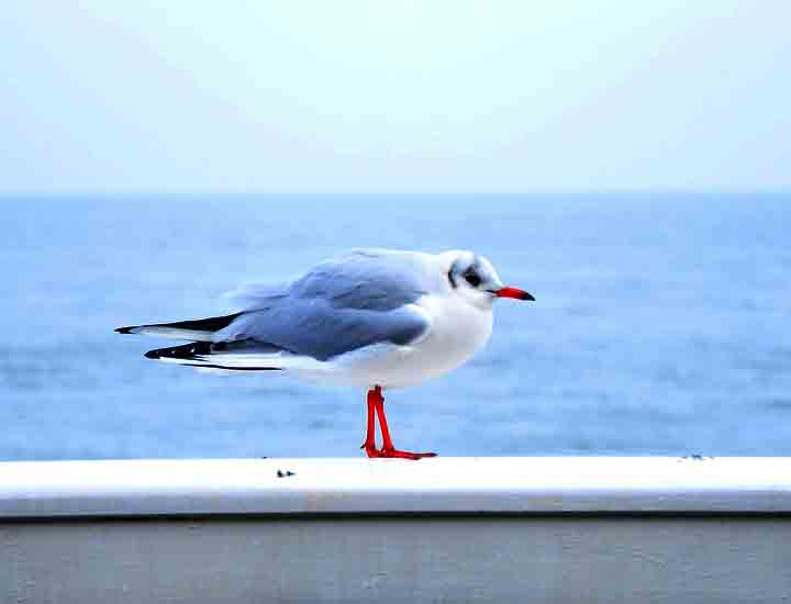 ddos攻击在哪能买到