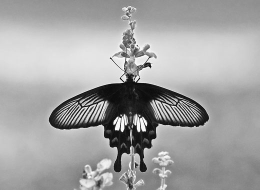 软件授权中心的免费ddos防火墙