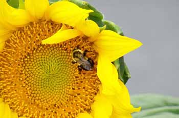 CC在线压力测试